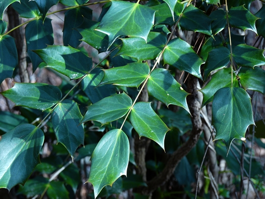 {Mahonia bealei}